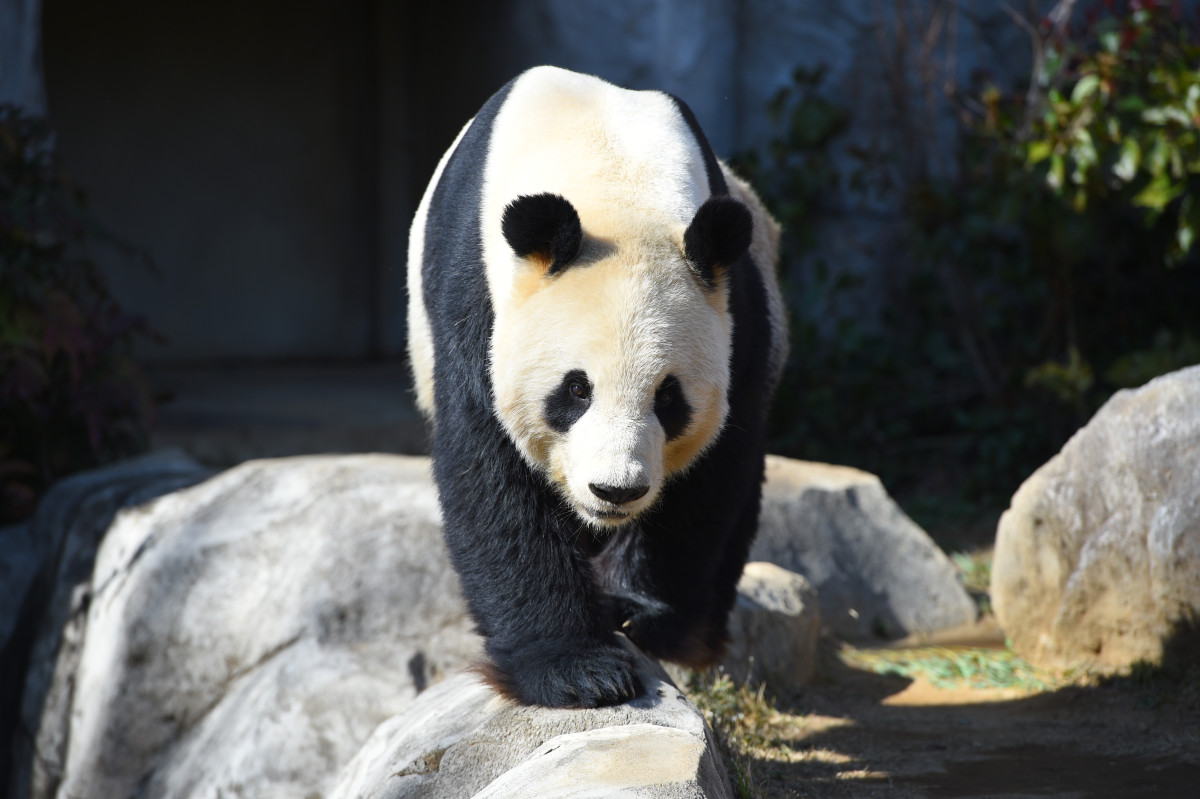 上野動物園は赤ちゃんとのおでかけにぴったり！パンダだけではない魅力 ｜特集｜台東区公式観光情報サイト